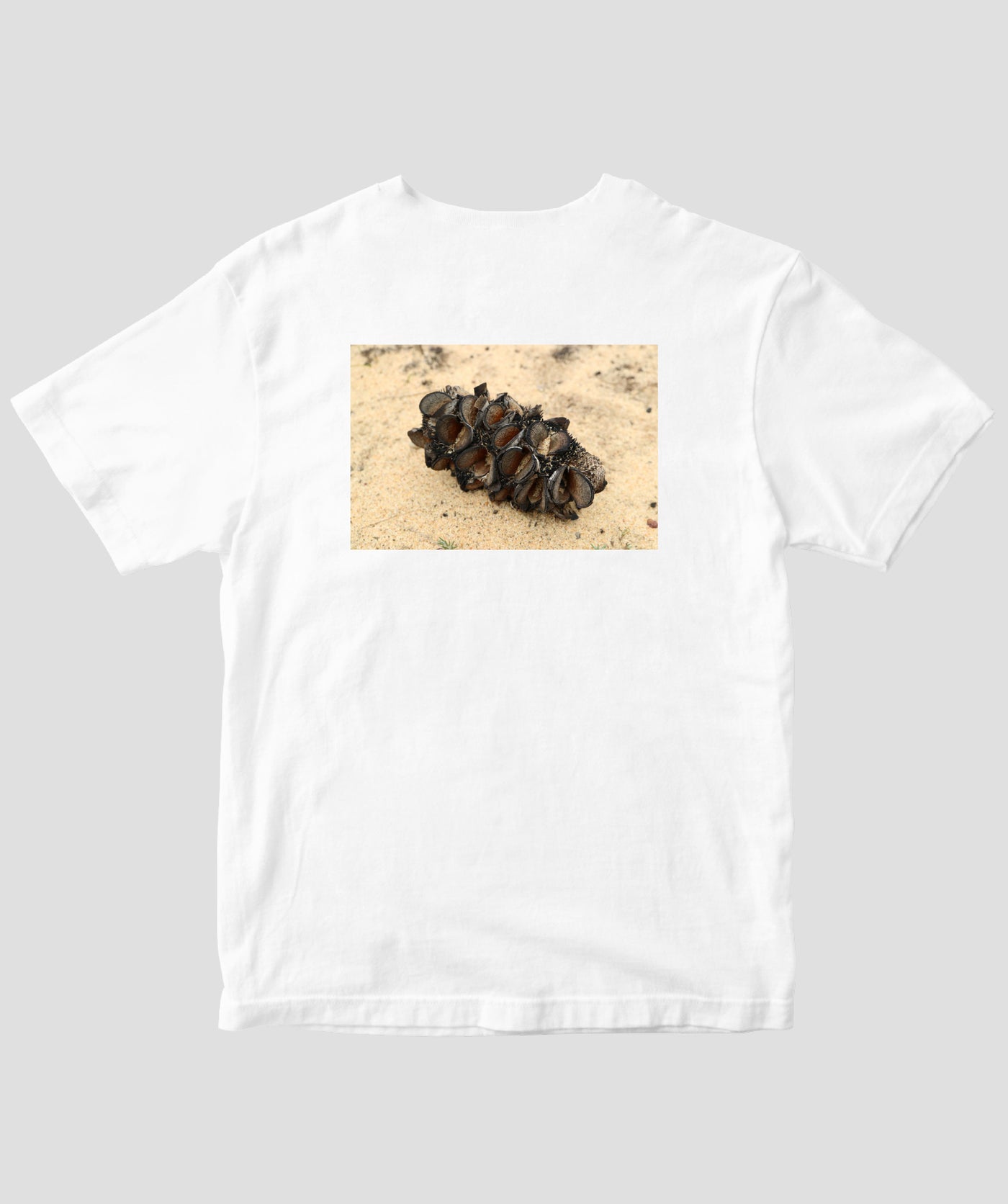 富田裕明 / 伊藤章太郎『南半球プランツ栽培事典』/ Seed / グラフィック社