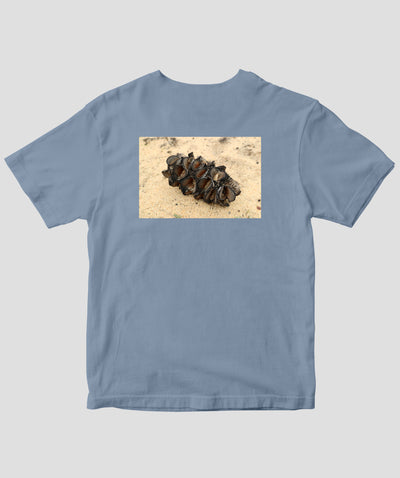 富田裕明 / 伊藤章太郎『南半球プランツ栽培事典』/ Seed / グラフィック社