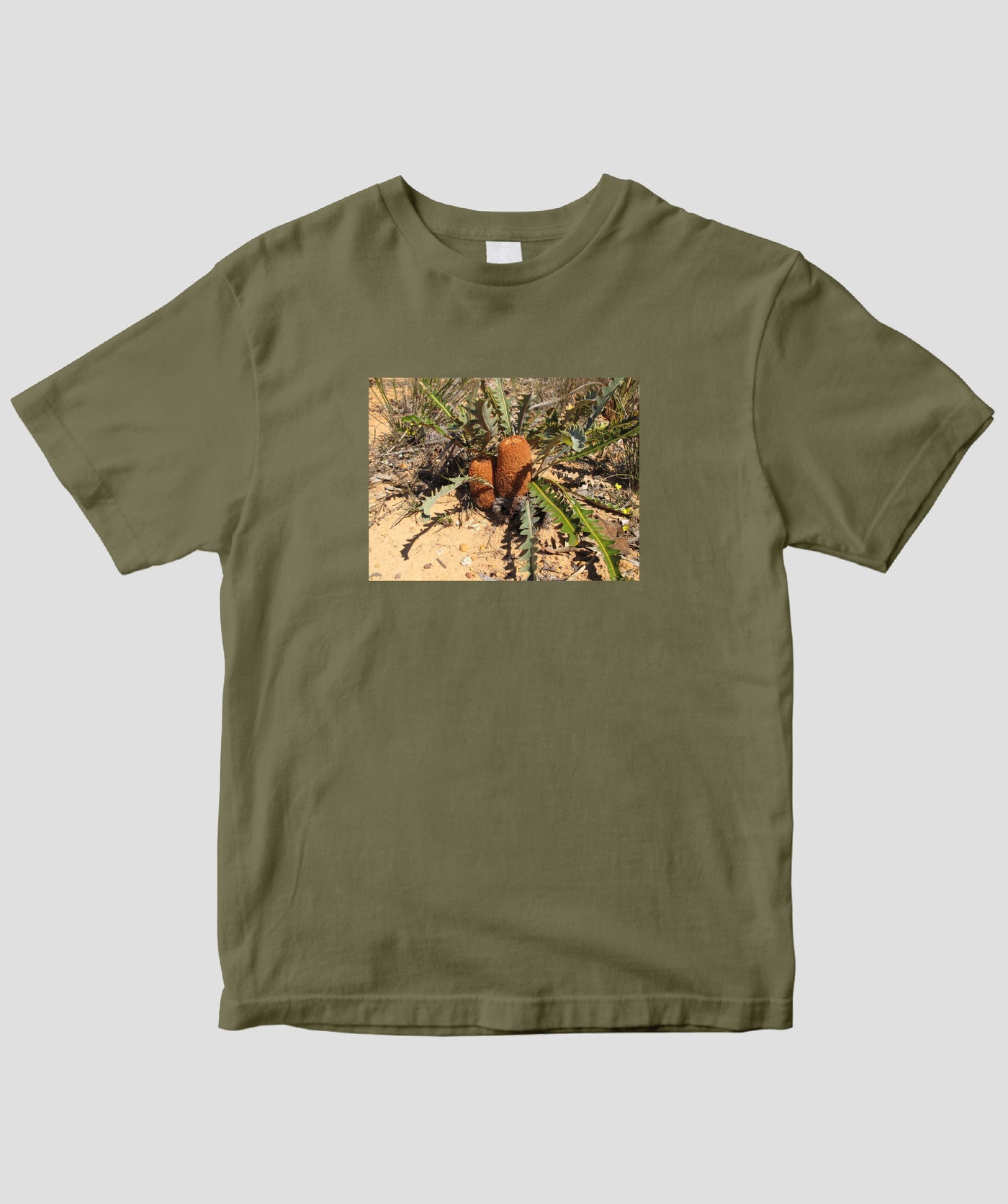 富田裕明 / 伊藤章太郎『南半球プランツ栽培事典』/ Banksia / グラフィック社