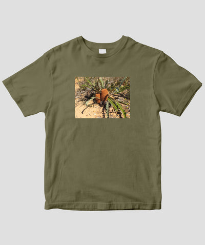 富田裕明 / 伊藤章太郎『南半球プランツ栽培事典』/ Banksia / グラフィック社