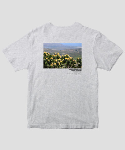 富田裕明 / 伊藤章太郎『南半球プランツ栽培事典』/ Leucospermum / グラフィック社